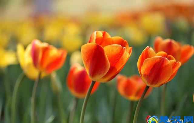 荷兰的国花是什么花 荷兰的国花是什么花？