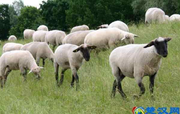 养羊利润 在农村养羊一年能赚多少钱？给你算算养羊的利润与成本