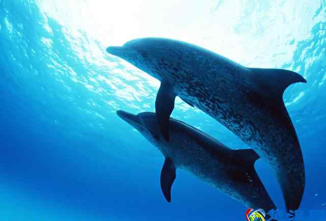 海豚是哺乳动物吗 海豚是哺乳动物吗？你太低估海豚的智商了