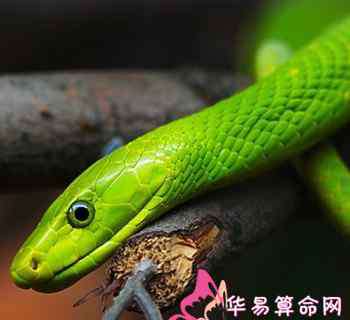 梦见绿色的蛇 梦见绿蛇