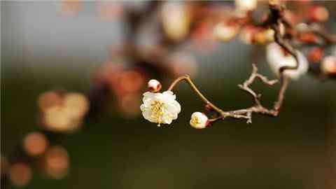 属相按立春还是春节 属相按立春还是春节算，为什么会出现这两种说法？