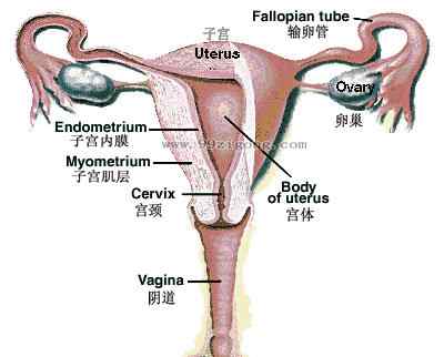 子宫位置在哪图片 子宫的结构图，想看女人子宫长什么样子宫结构图片让你一目了然