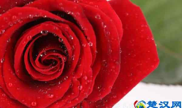 红玫瑰花语大全 红玫瑰花语是什么意思（红玫瑰花数量有哪些含义）